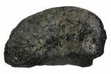 Fossil Whale Ear Bone - Miocene #99962-1